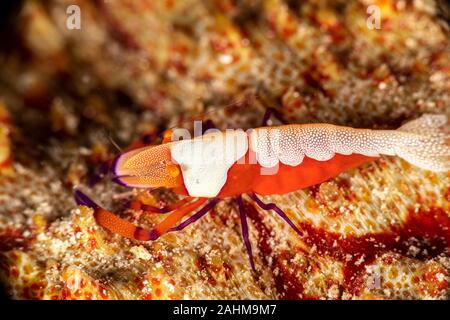 Emperor shrimp, Periclimenes imperator, is a organism of shrimp with a wide distribution across the Indo-Pacific