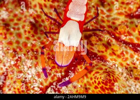 Emperor shrimp, Periclimenes imperator, is a organism of shrimp with a wide distribution across the Indo-Pacific