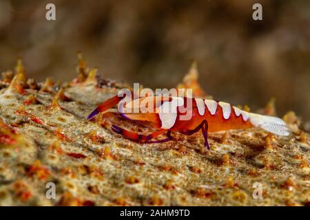 Emperor shrimp, Periclimenes imperator, is a organism of shrimp with a wide distribution across the Indo-Pacific
