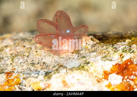 Butterfly cyerce nudibranch, Elegant Sapsucking Slug, Cyerce elegans is