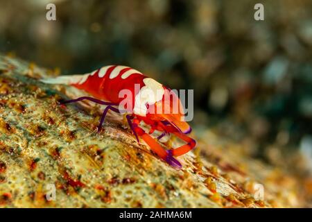 Emperor shrimp, Periclimenes imperator, is a organism of shrimp with a wide distribution across the Indo-Pacific
