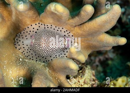 Umbilical Egg Shell or Warty/Little Egg Cowry, Calpurnus verrucosus, is a species of sea snail, a cowry, a marine gastropod mollusk in the family Ovul Stock Photo