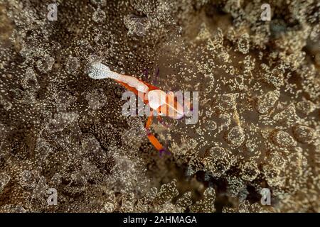 Emperor shrimp, Periclimenes imperator, is a organism of shrimp with a wide distribution across the Indo-Pacific