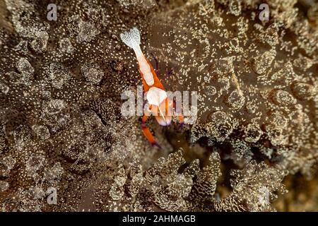 Emperor shrimp, Periclimenes imperator, is a organism of shrimp with a wide distribution across the Indo-Pacific