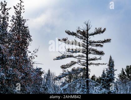 A pine tree with a thin trunk and wide-reaching branches stands tall against the sky, overshadowing most of the trees around it. In winter, the tree a Stock Photo
