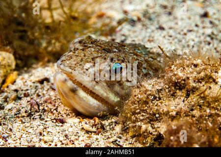 The Atlantic lizardfish, Synodus saurus, is a species of lizardfish that primarily lives in the Eastern Atlantic Stock Photo