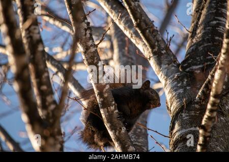 A black-colored eastern gray squirrel (Sciurus carolinensis) is perched on the branch of a tree and seen from below. Stock Photo