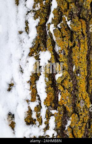 The trunk of a tree is seen up close in the winter, with yellow, green and orange lichen growing on its bark, and one half of it covered in snow. The Stock Photo