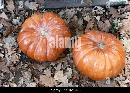 Top close up view of a couple of uncarved, big, orange pumpkins lying on the ground among fallen dry oak leaves at fall. Before the Halloween. Stock Photo