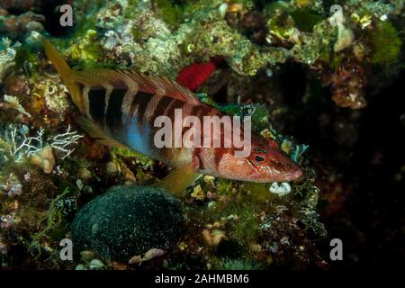The painted comber, Serranus scriba is a subtropical marine fish, classified in family Serranidae Stock Photo