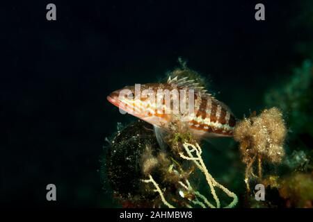 The comber (Serranus cabrilla) is a species of fish in the family Serranidae Stock Photo