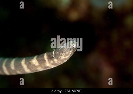 Beaked sea snake, hook-nosed sea snake, common sea snake, or the Valakadyn sea snake, Enhydrina schistosa Stock Photo