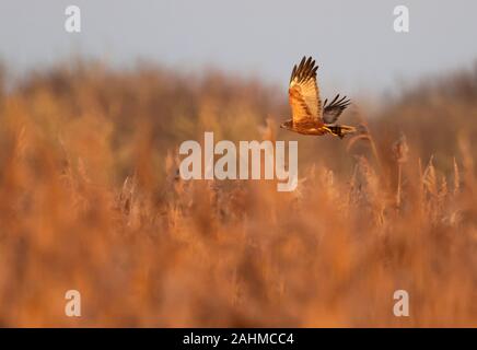 Marsh Harrier (Circus aeruginosus) carrying prey in it's talons over Oxfordshire reedbed