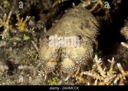 Caledonian Mitten Lobster, Parribacus caledonicus Stock Photo