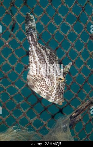 Filefish (Monacanthidae) are a diverse family of tropical to subtropical tetraodontiform marine fish Stock Photo