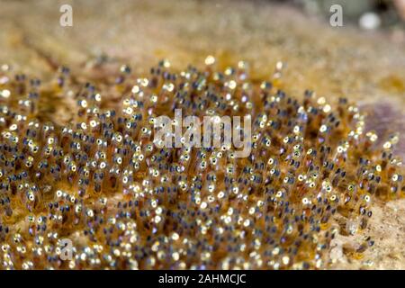 Clownfish eggs, next to the anemone Stock Photo