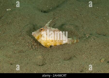 Filefish (Monacanthidae) are a diverse family of tropical to subtropical tetraodontiform marine fish Stock Photo
