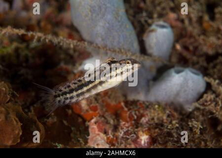 the wolf fangbelly, Petroscirtes lupus Stock Photo