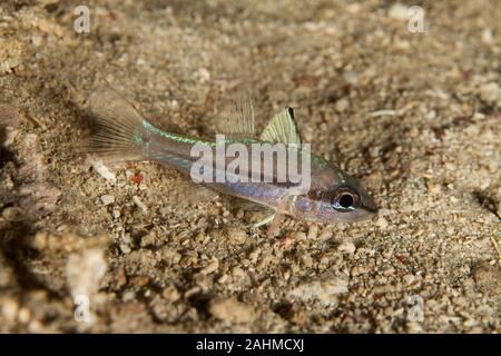 Spiny-eye Cardinalfish, Apogon melanorhynchus Stock Photo