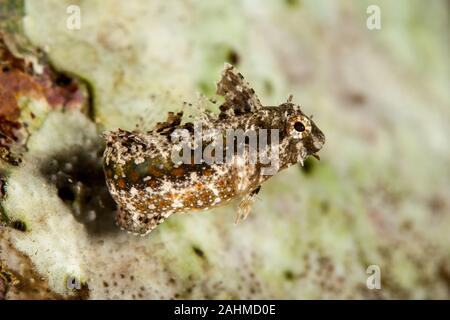 Petroscirtes mitratus, the floral blenny, floral fangblenny, helmeted blenny, or the crested sabretooth blenny Stock Photo