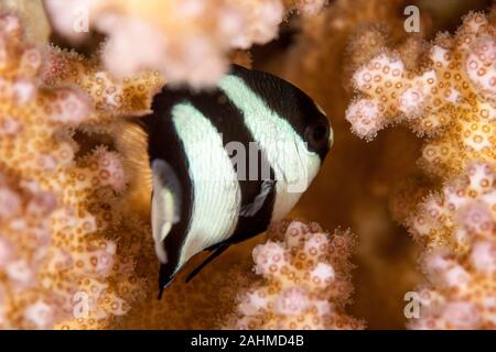 Dascyllus aruanus, known commonly as the whitetail dascyllus or humbug damselfish Stock Photo