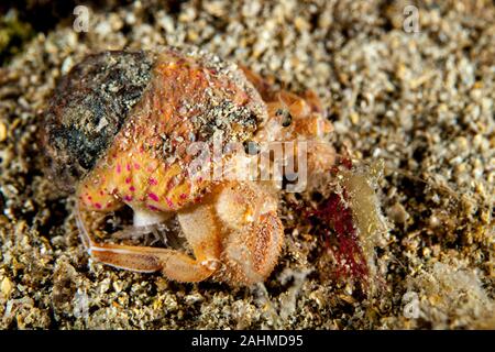 Pagurus prideaux is a species of hermit crab in the family Paguridae. It is found in shallow waters off the northwest coast of Europe Stock Photo