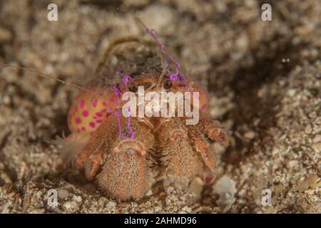 Pagurus prideaux is a species of hermit crab in the family Paguridae. It is found in shallow waters off the northwest coast of Europe Stock Photo