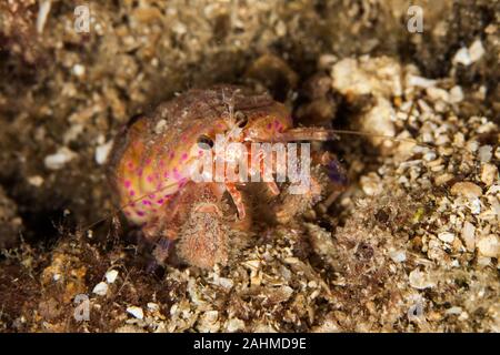 Pagurus prideaux is a species of hermit crab in the family Paguridae. It is found in shallow waters off the northwest coast of Europe Stock Photo