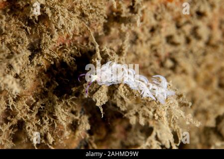 Pteraeolidia ianthina is a sea slug, an aeolid nudibranch, a marine gastropod mollusc in the family Facelinidae Stock Photo