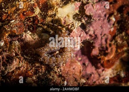 Pteraeolidia ianthina is a sea slug, an aeolid nudibranch, a marine gastropod mollusc in the family Facelinidae Stock Photo