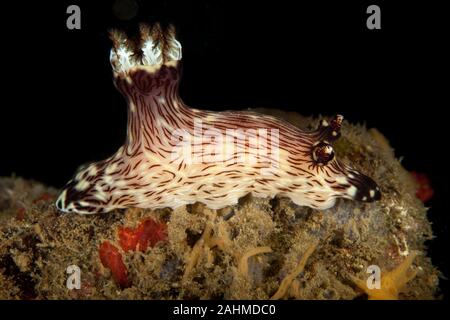 Red-lined Jorunna, Jorunna rubescens Stock Photo