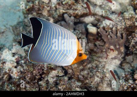 Chaetodon larvatus  Cuvier, 1831, Hooded butterflyfish Stock Photo