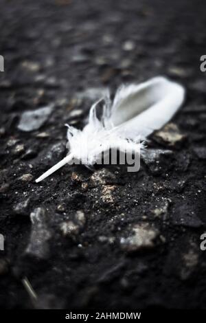 white feather on the asphalt Stock Photo