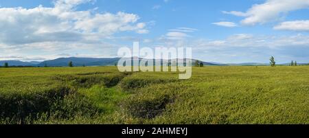 Tundra of the Yamal Peninsula. Panorama of the summer tundra of the Polar Ural Natural Park. Stock Photo