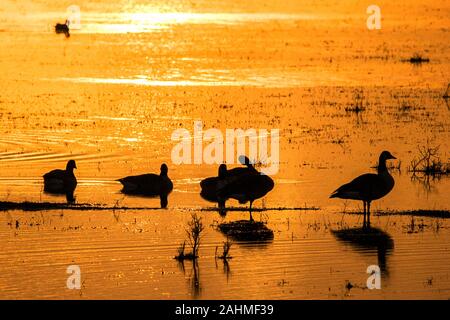 Southport, Merseyside, 31st December 2019.  A beautiful sunrise reflects off the flood plains of Marshside, Southport, as Pink Footed Geese warm themselves in the warming rays. This fantastic wetland site is located north of Southport town centre and has some of the best wildlife in the region, with amazing year round viewing opportunities. In the summer, you'll spot nesting birds like avocets and lapwings, while the skies fill with pink-footed geese and wigeons in the winter.  Credit: Cernan Elias/Alamy Live News Stock Photo