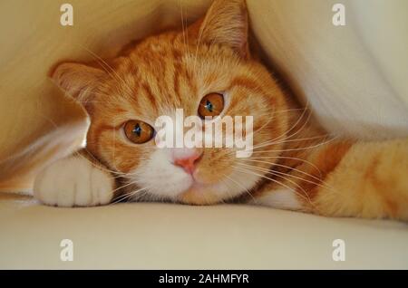 red / yellow / orange cat in close up Stock Photo