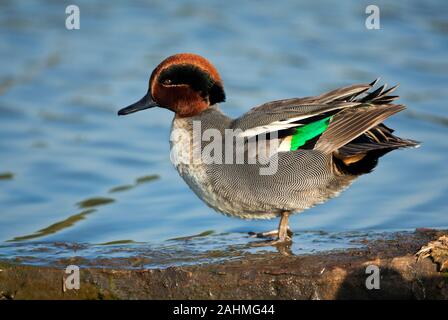 Common teal (Anas crecca) drake standing on waters edge The Eurasian, or common, teal is a common and widespread duck that breeds in temperate Eurasia Stock Photo