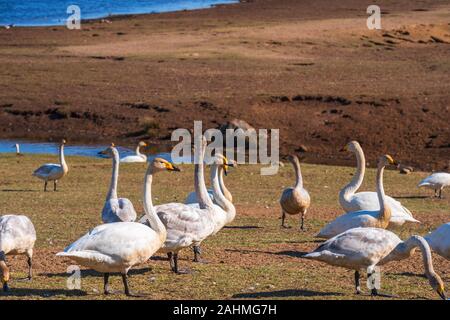 Flock with whooper swans at a grass meadow in spring Stock Photo