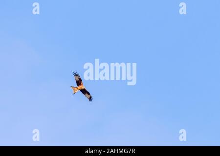 Red kite flying in the sky Stock Photo