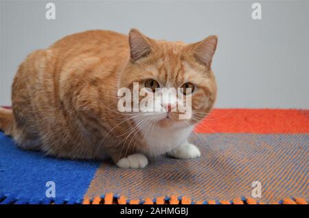 red / yellow / orange cat in close up Stock Photo