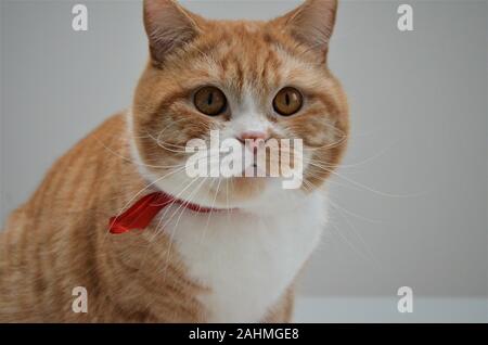 red / yellow / orange cat in close up Stock Photo