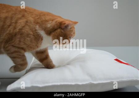 red / yellow / orange cat in close up Stock Photo
