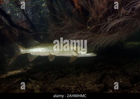 Pike Fish Esox is a genus of freshwater fish Austria, Traun River Stock Photo