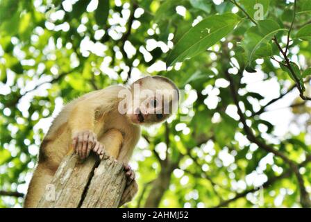 Monkey in the Amazonas in Brazil Stock Photo