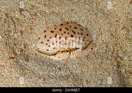 Calappa calappa, also known as the smooth or red-spotted box crab Stock Photo