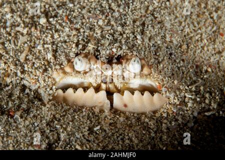 Calappa calappa, also known as the smooth or red-spotted box crab Stock Photo