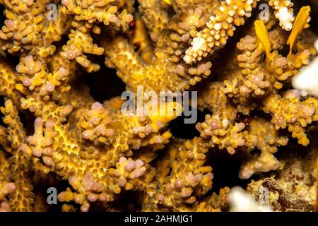 Okinawa goby or yellow coral goby, yellow clown goby, Gobiodon okinawae Stock Photo
