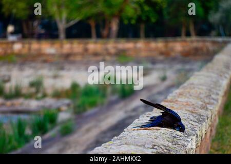 Australian Raven, Crow, Corvus Coronoides, scratching it feathers on old sandstone wall Stock Photo