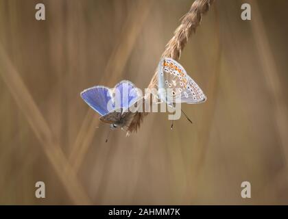 pair of common blue butterflies on grass wings open and closed showing upper and underside Stock Photo