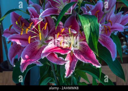 Lily flowers. Lillies. Stock Photo